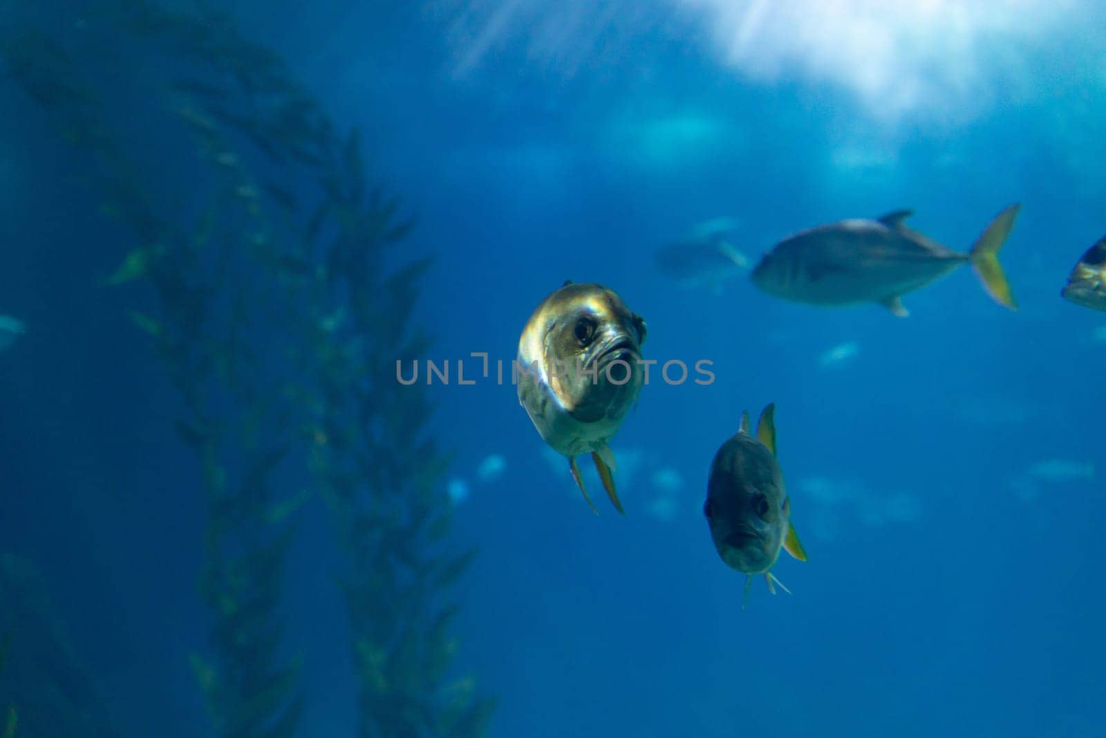 Small fishes in a blue large aquarium. Mid shot