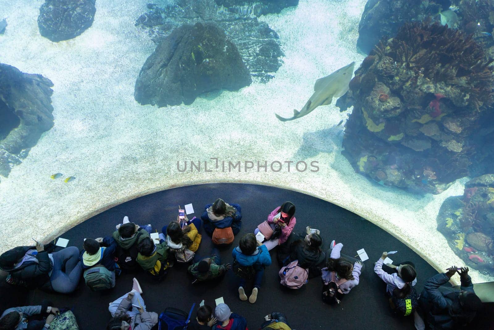 Children sit in front of aquarium glass in oceanarium - an angelshark swimming close to the glass. Mid shot
