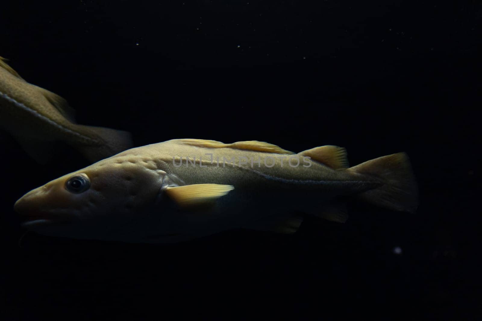 A codfish swimming in the deep in aquarium - black background. Mid shot