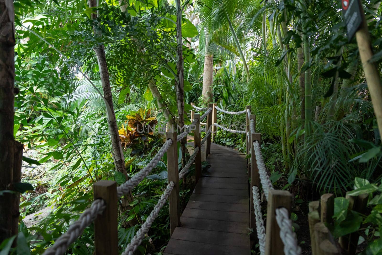 A bridge with a rope railing in a rainforest. Mid shot