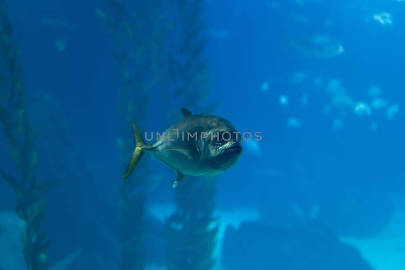 A fish that has broken away from a flock in the blue aquarium of the oceanarium. Mid shot