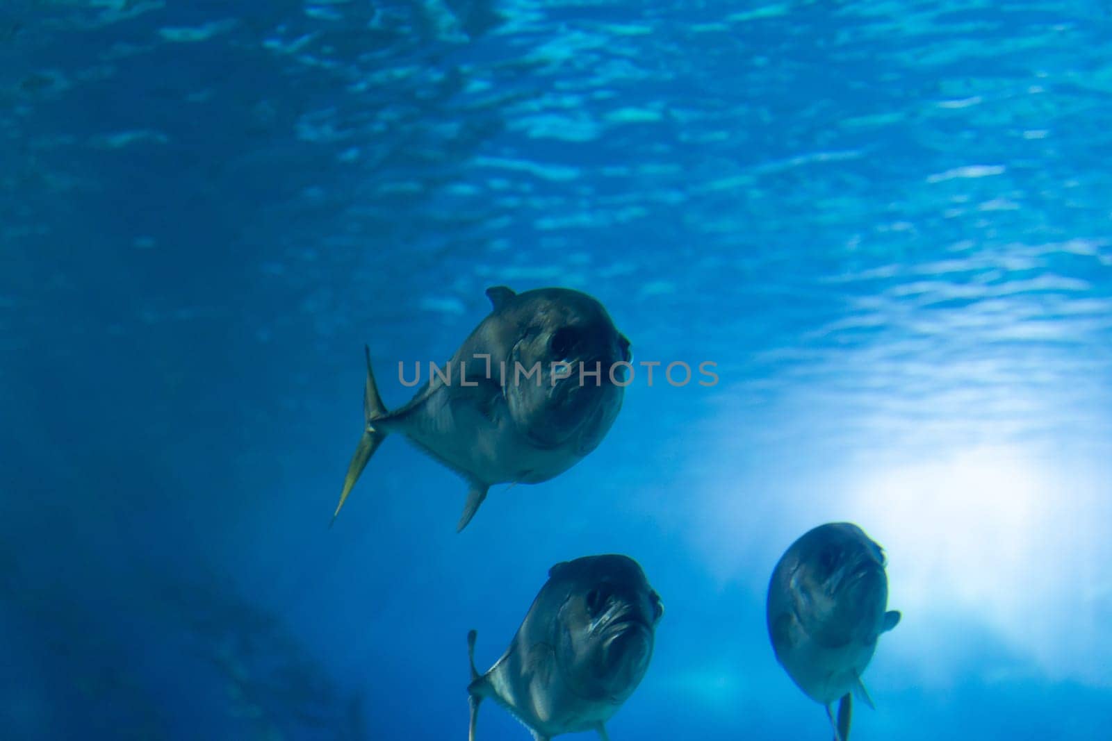 Flock of three small fishes in a blue large aquarium. Mid shot