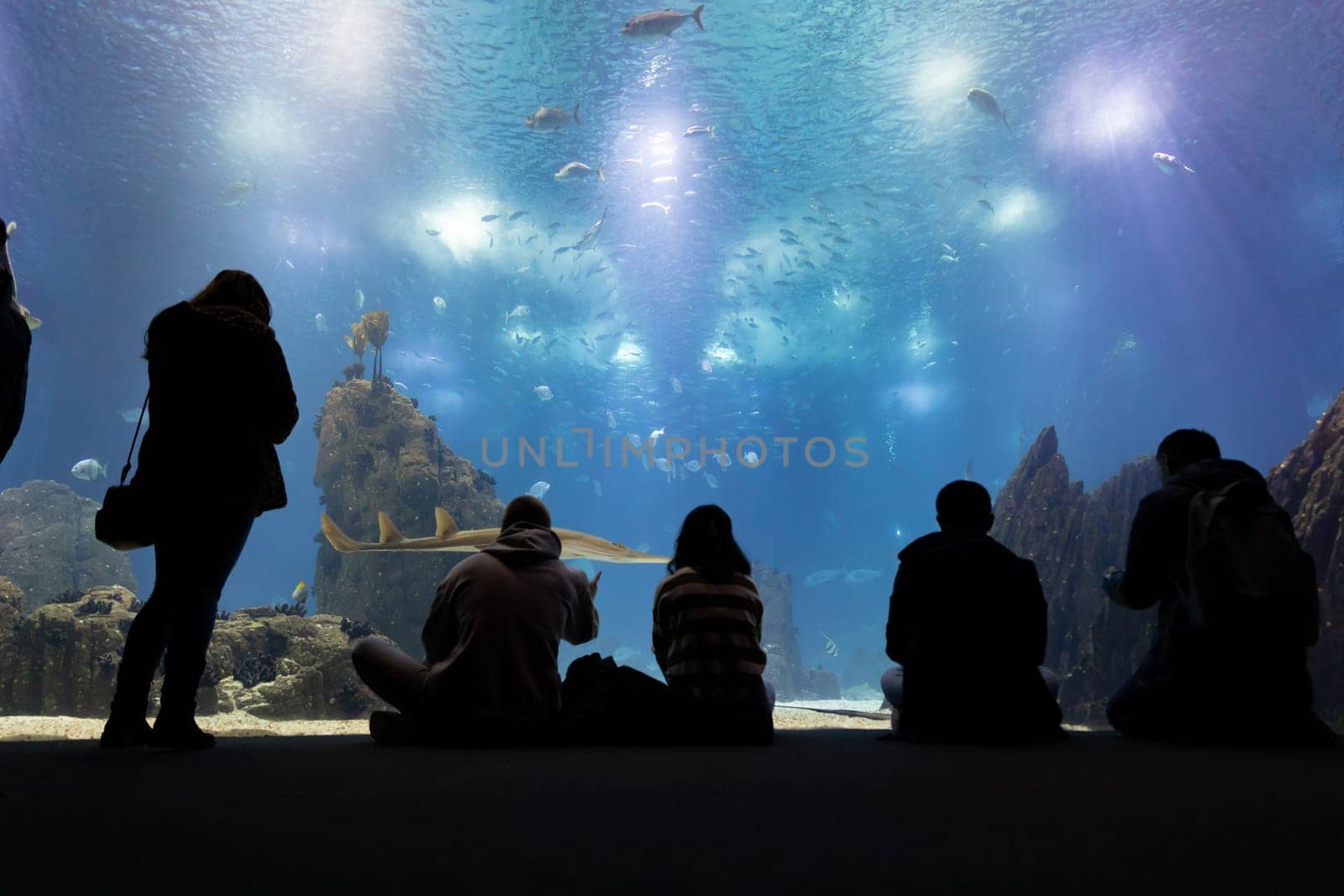 Black silhouettes of people sit in front of the glass of the aquarium and look at the fish and the shark. Mid shot