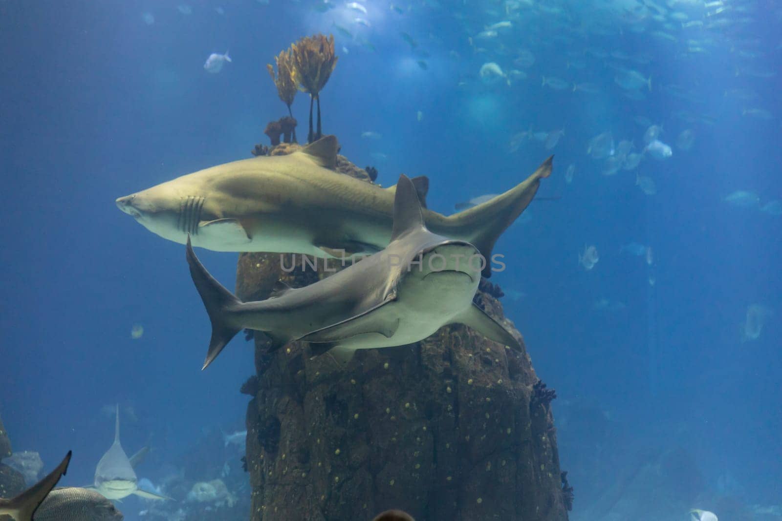Two big grey galapagos sharks in big blue aquarium. Mid shot