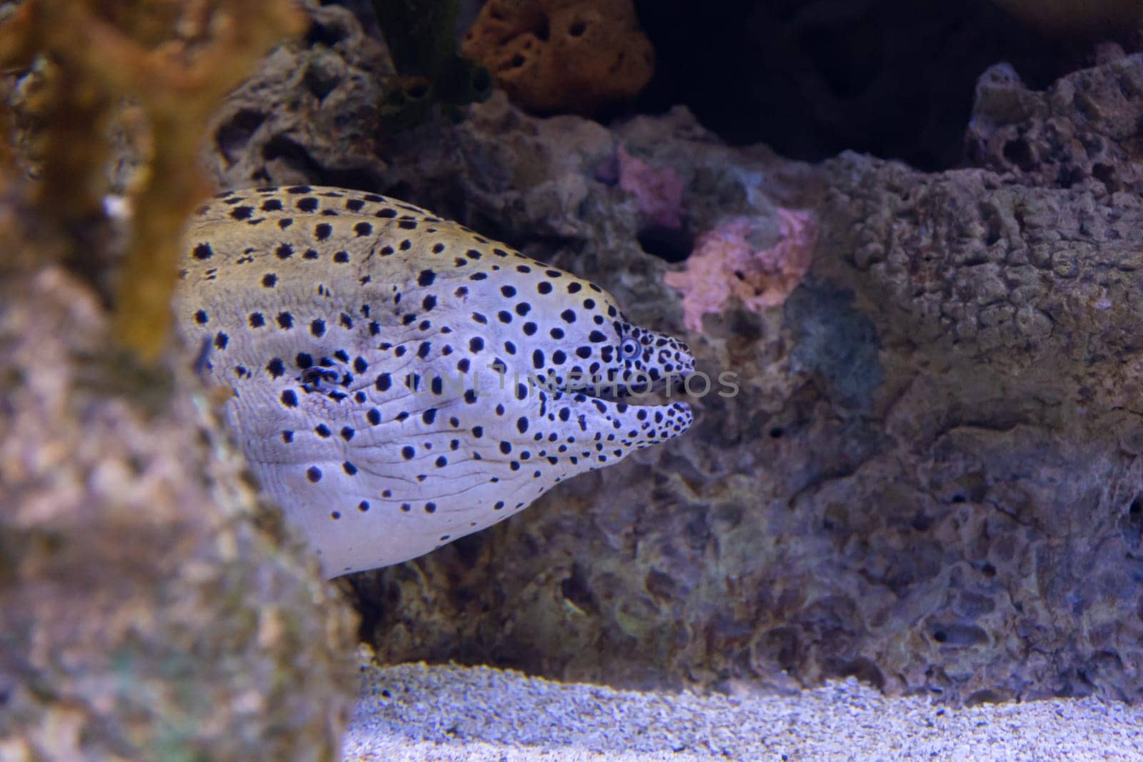 Spotted moray eel in the aquarium of lisbon oceanarium. Mid shot