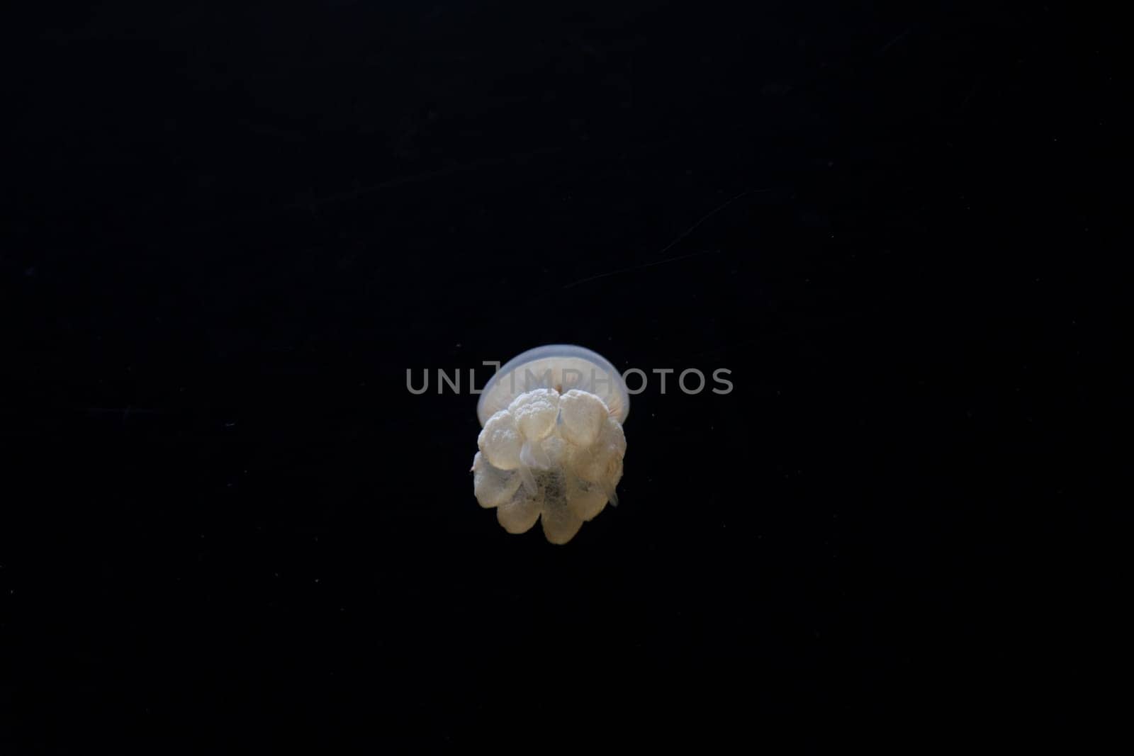 Small golden jellyfish on a black background. Mid shot