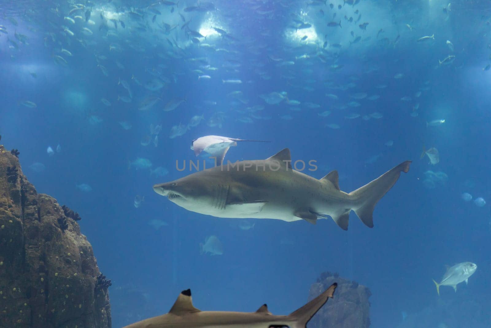 Galapagos shark swims in big aquarium in the oceanarium around other fish and sharks. Mid shot