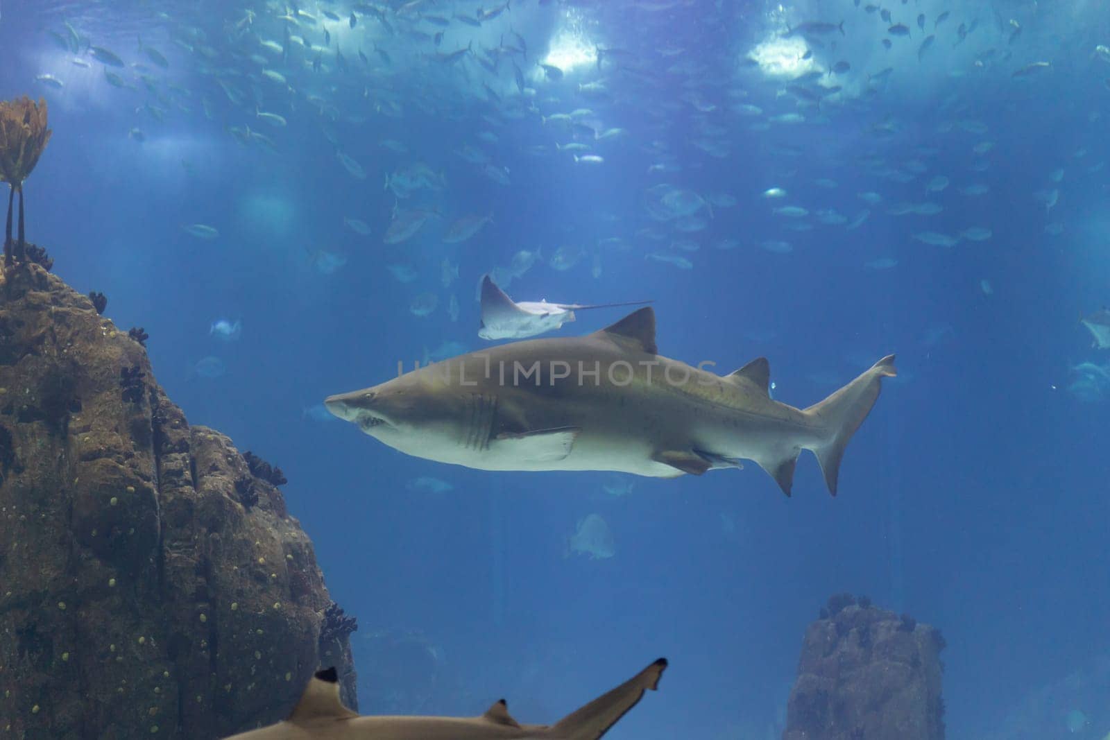 Galapagos shark swims in big aquarium around other fish and sharks. Mid shot