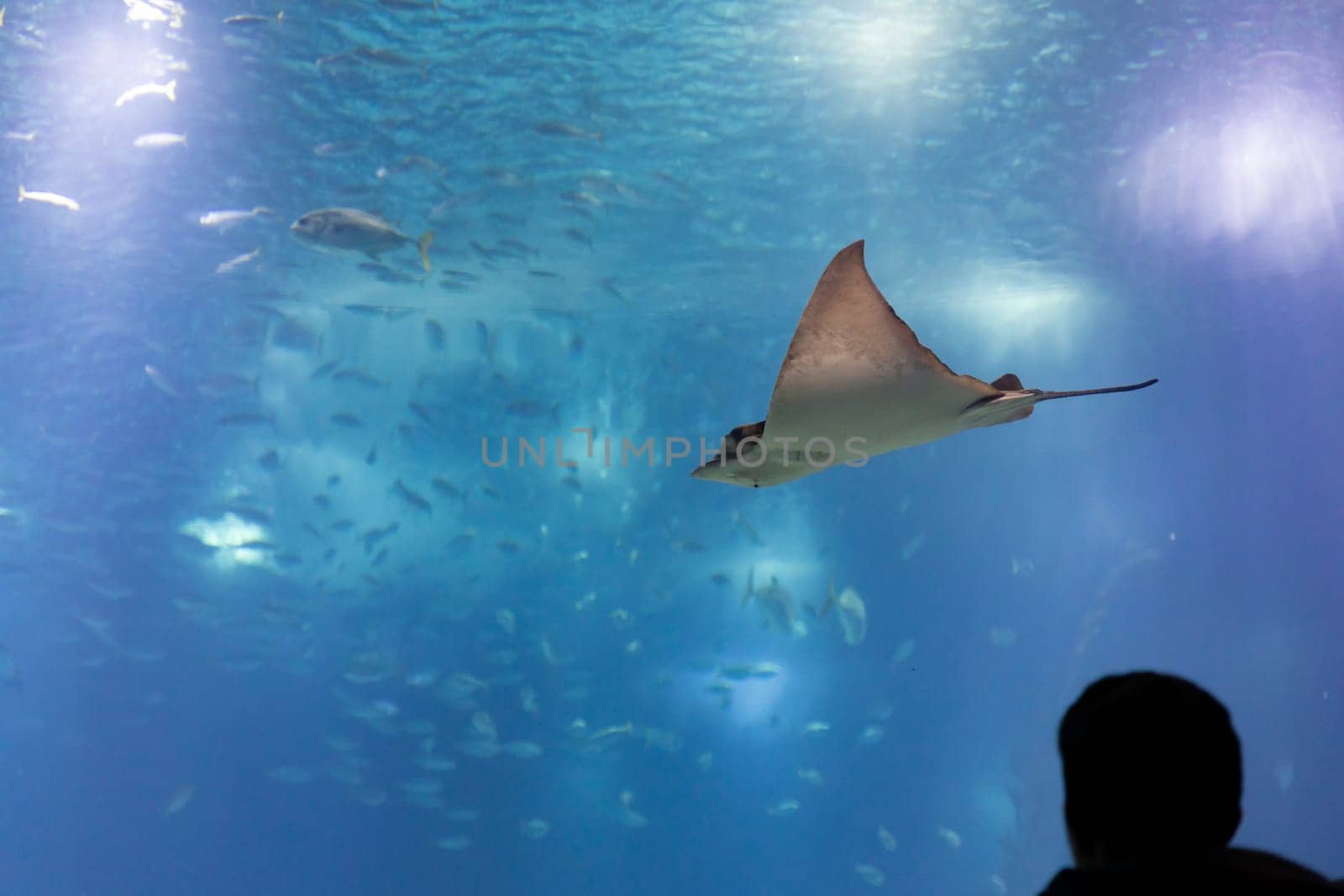 Silhouette of a man looks at a stingray in a huge blue aquarium. Mid shot