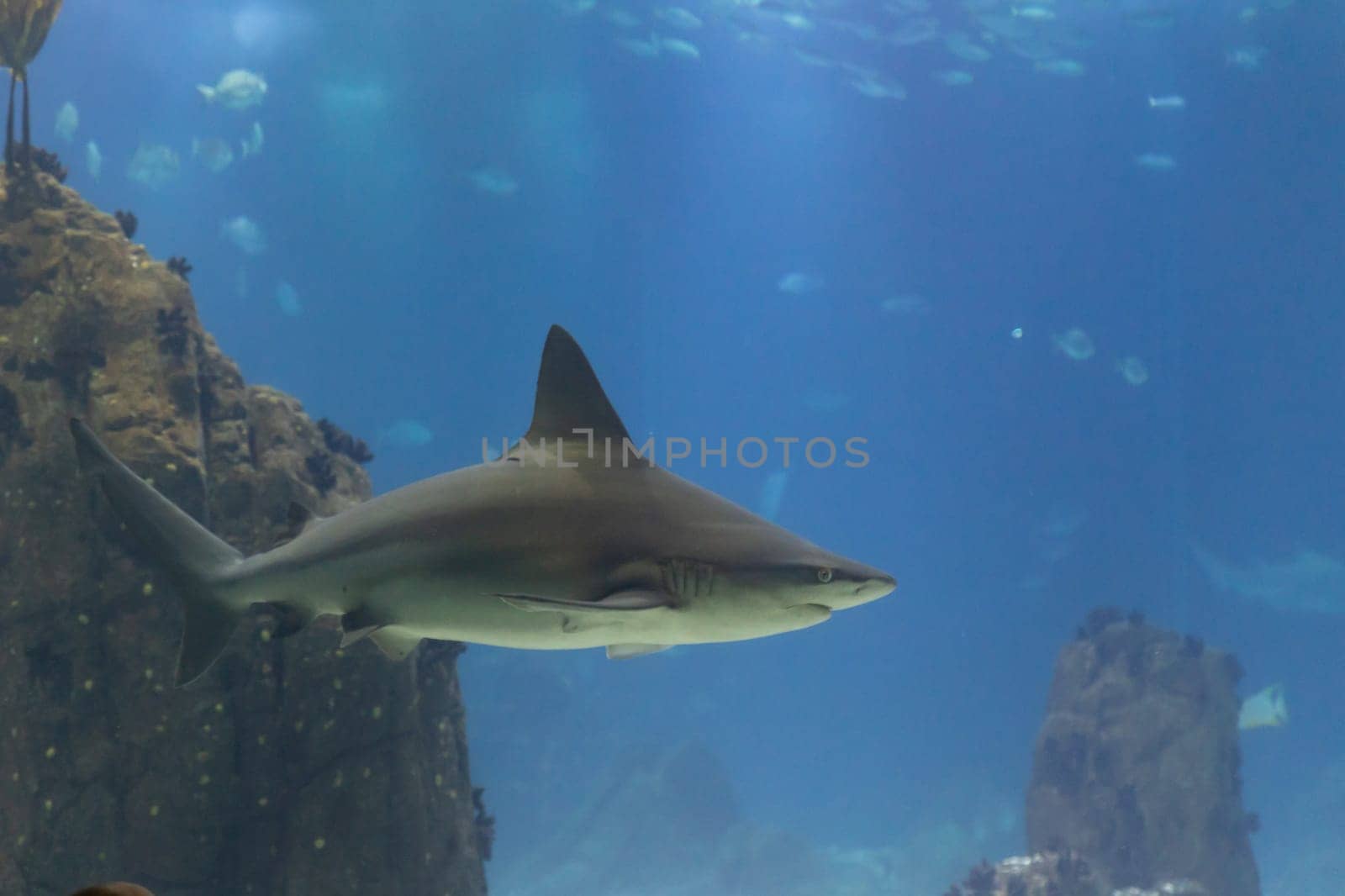 A lonely shark swims in big aquarium in the oceanarium. Mid shot