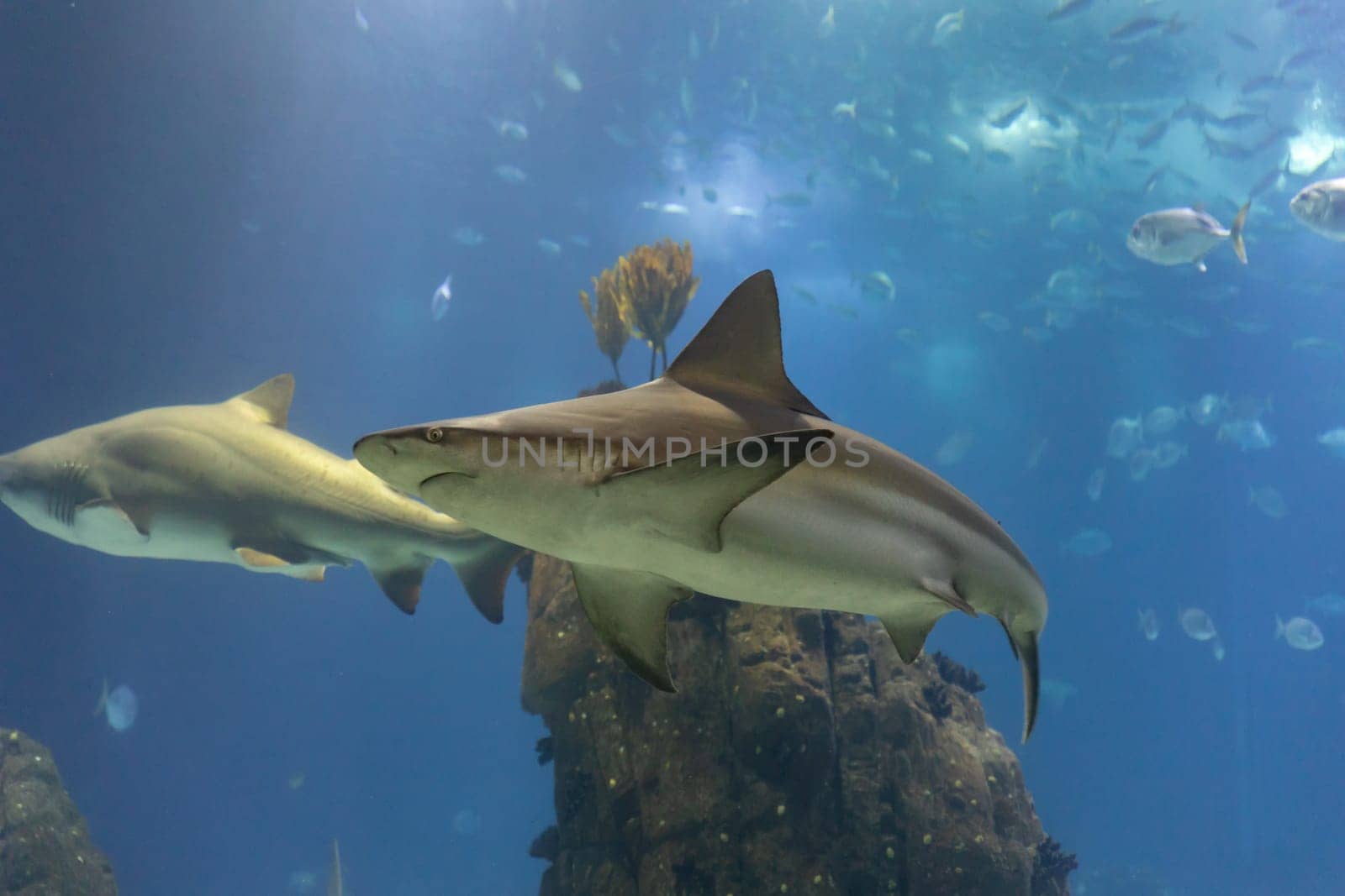 Two grey sharks in big aquarium of lisbon oceanarium. Mid shot