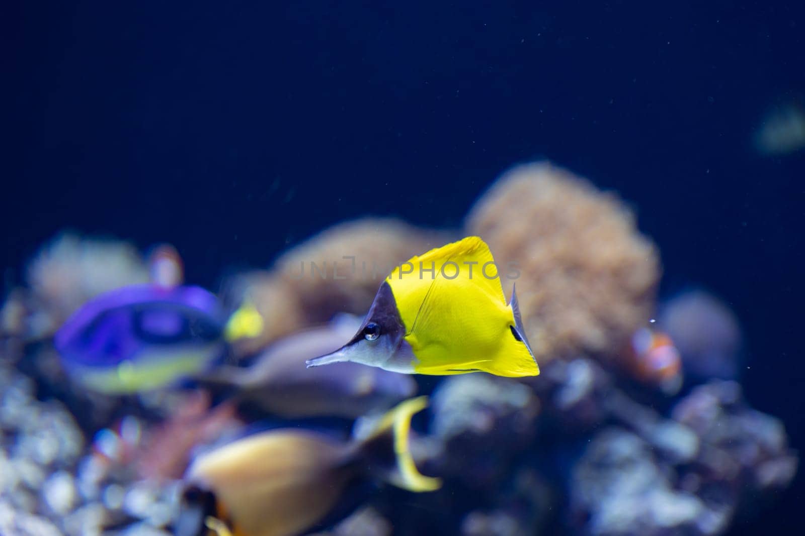 Bright yellow decorative fish swim near the corals in the aquarium. Mid shot