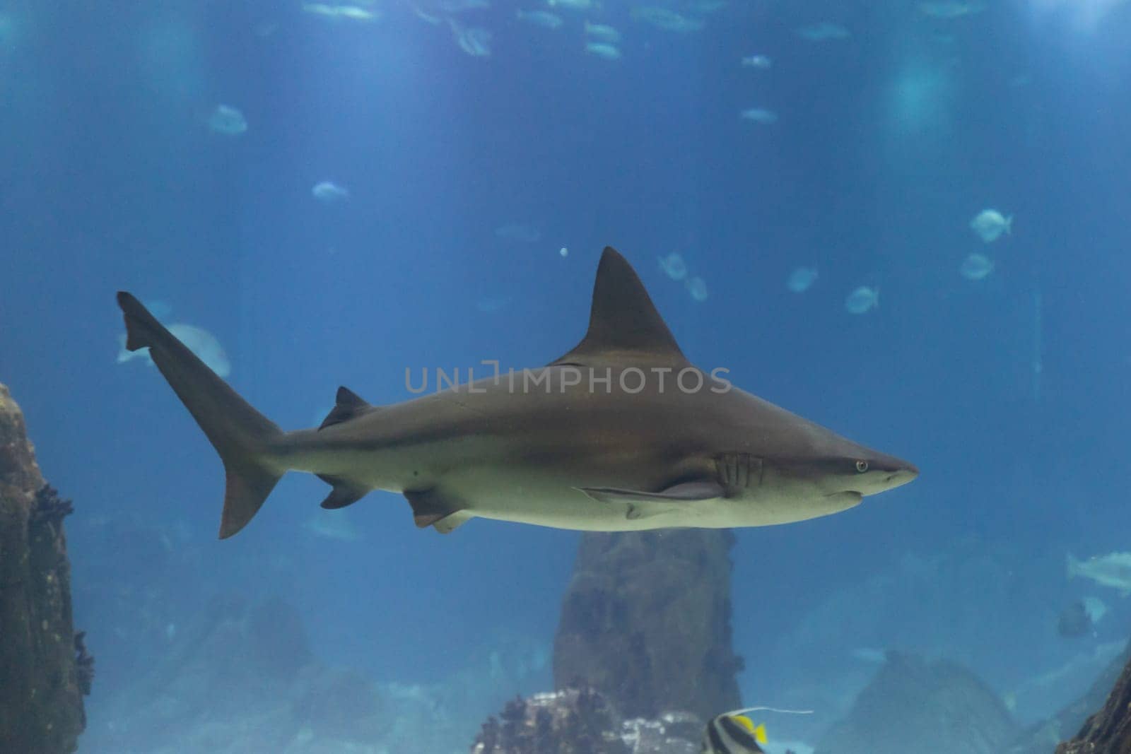 A galapagos shark swims in big aquarium in the oceanarium. Mid shot
