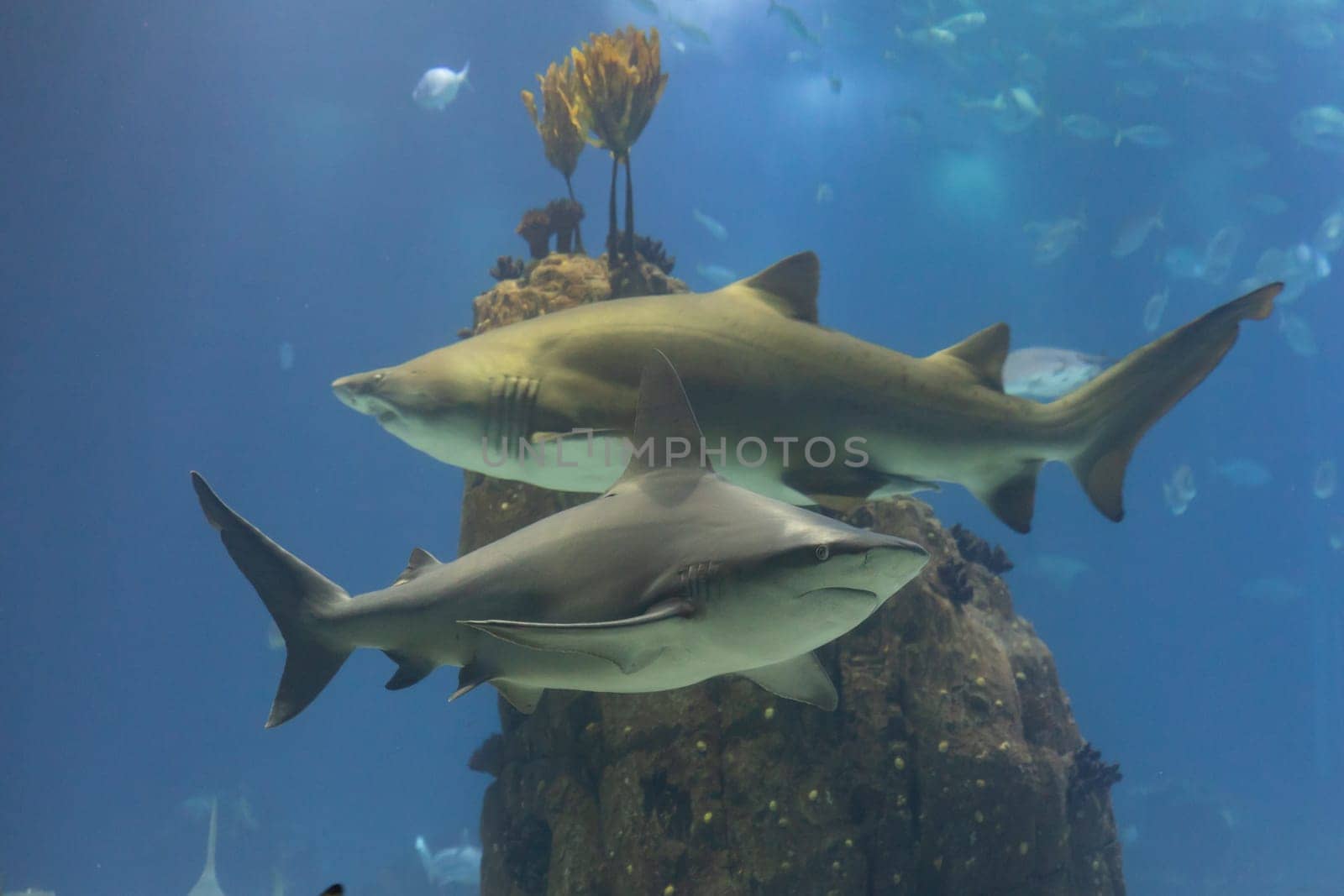 Two grey galapagos sharks in big aquarium. Mid shot