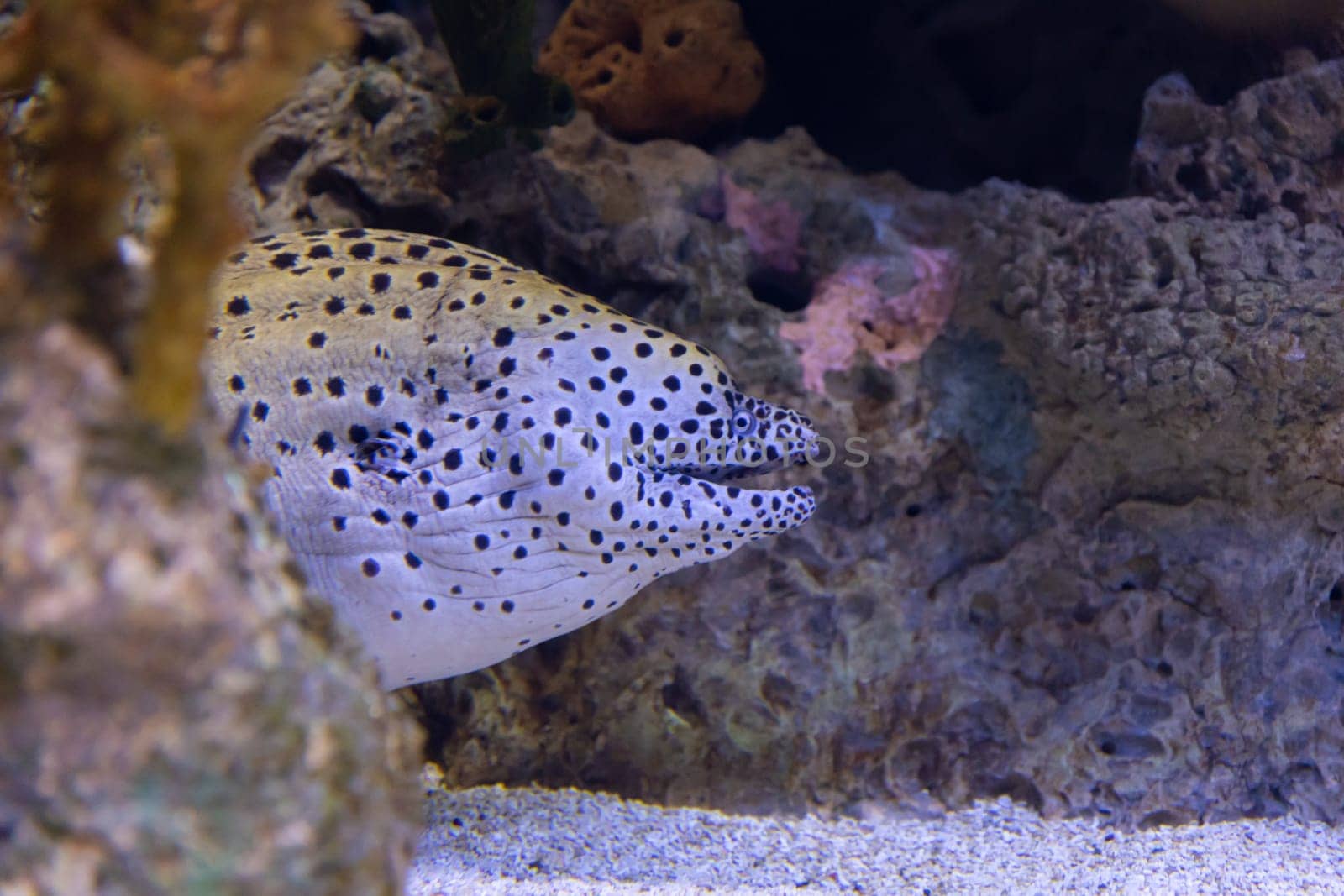 Spotted white and black moray eel in the aquarium of lisbon oceanarium. Mid shot