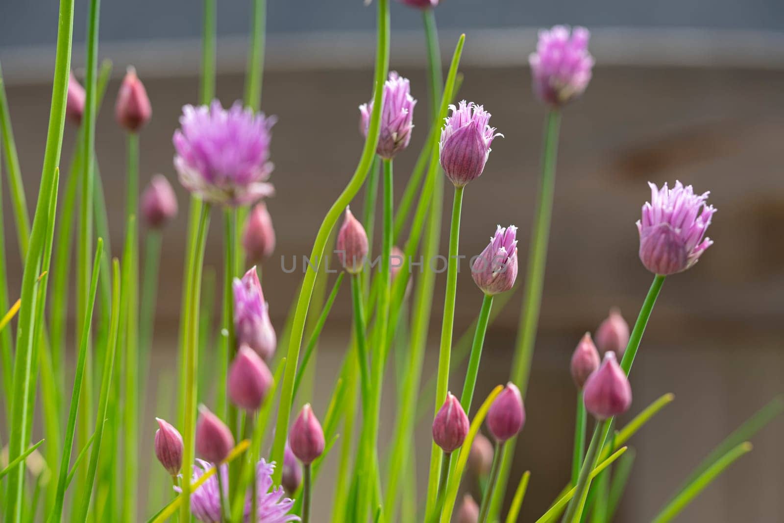 Chive blossoms in spring on the balcony