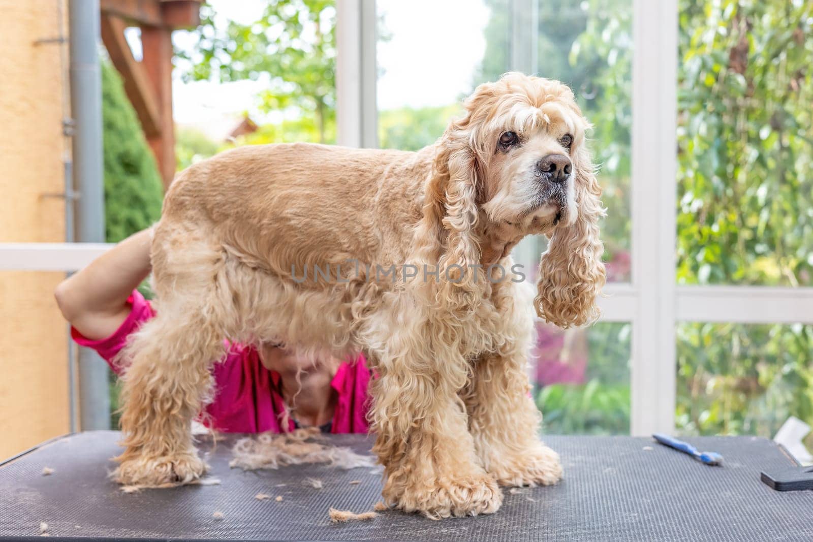 Trimming  American Cocker Spaniel. The dog is standing on the grooming table.