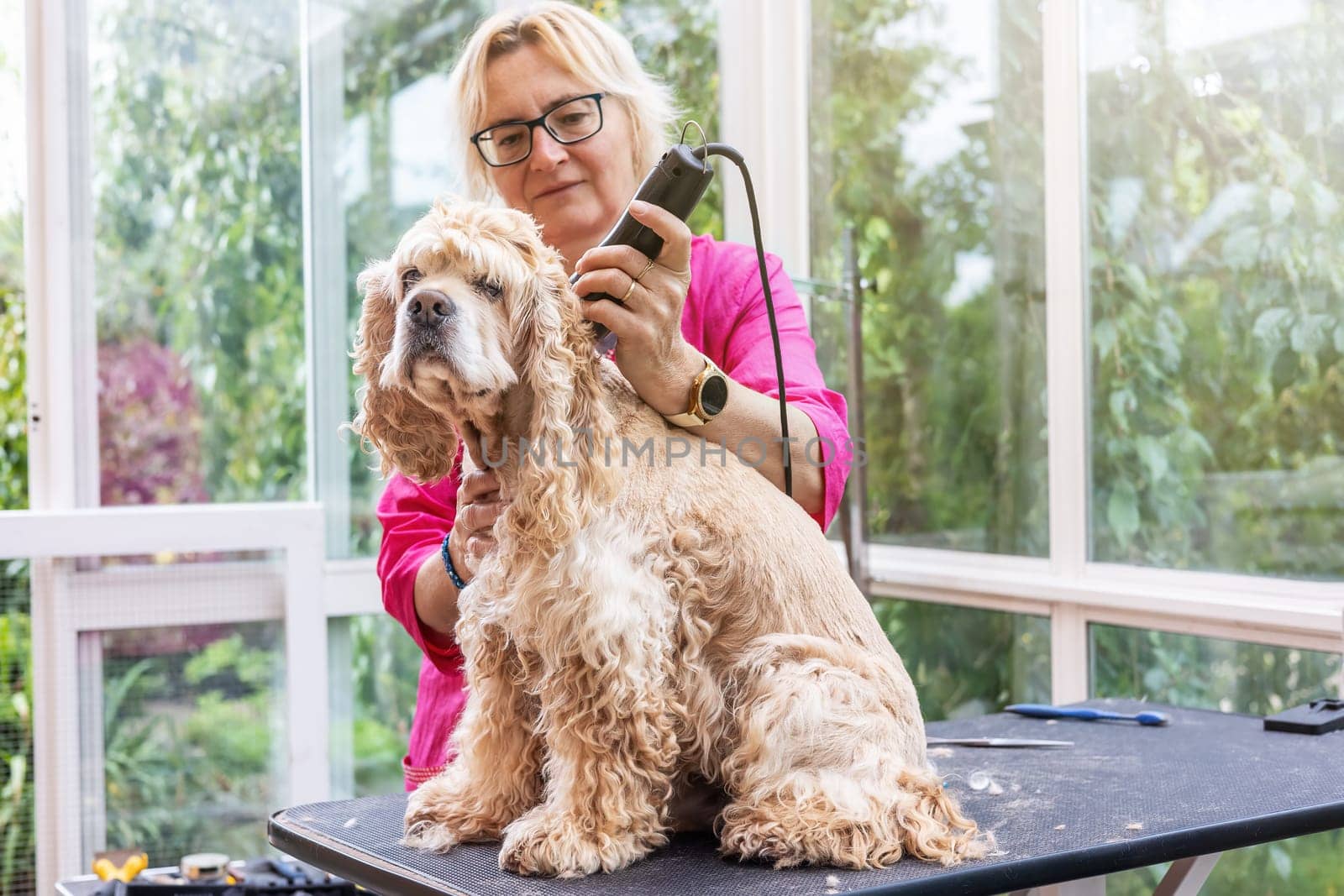 Woman is grooming American Cocker Spaniel. There is a free space for your text.