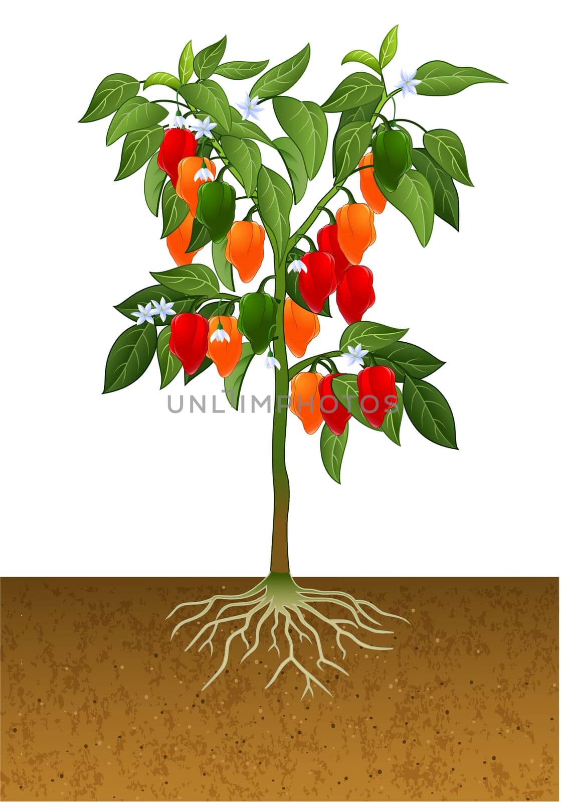 Illustration of chili pepper plant