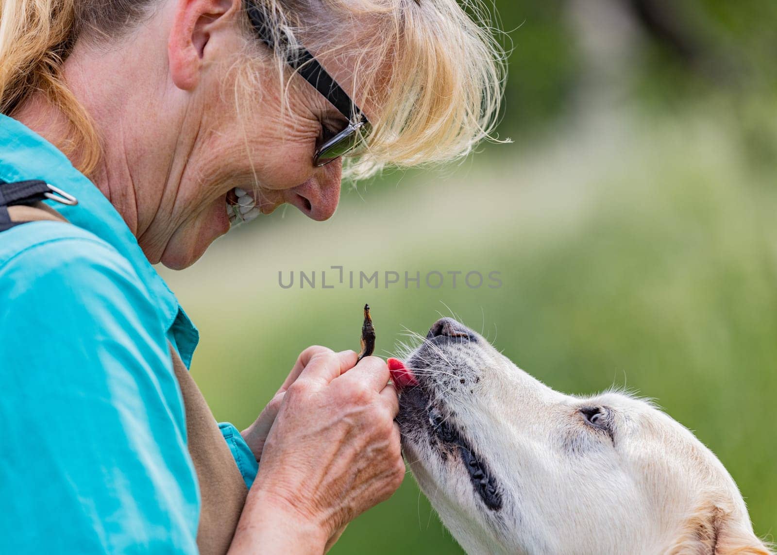 Happy Woman give treat to beautiful golden retriever on summer day surround green grass