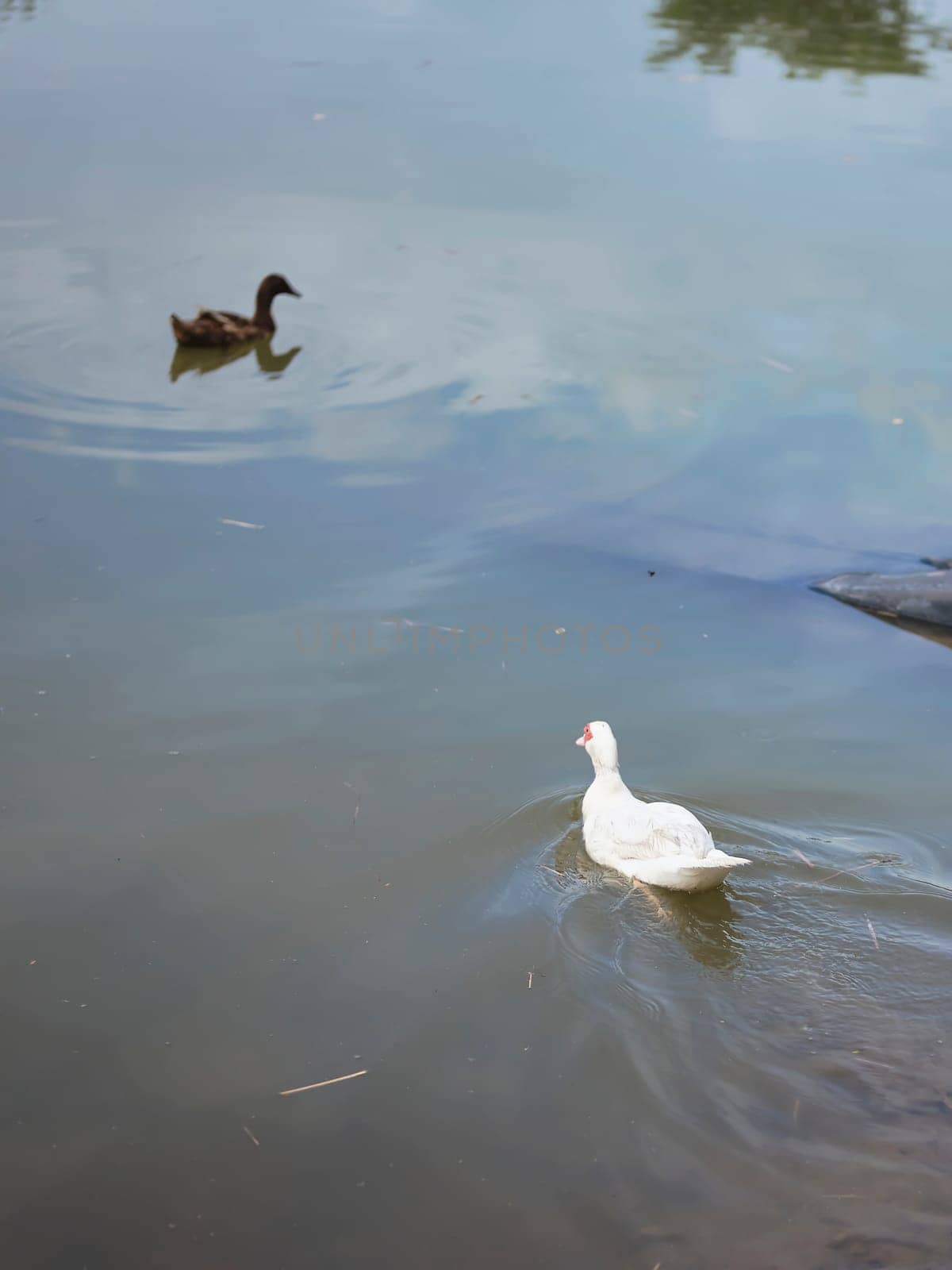 White ducks are swimming in a pond .