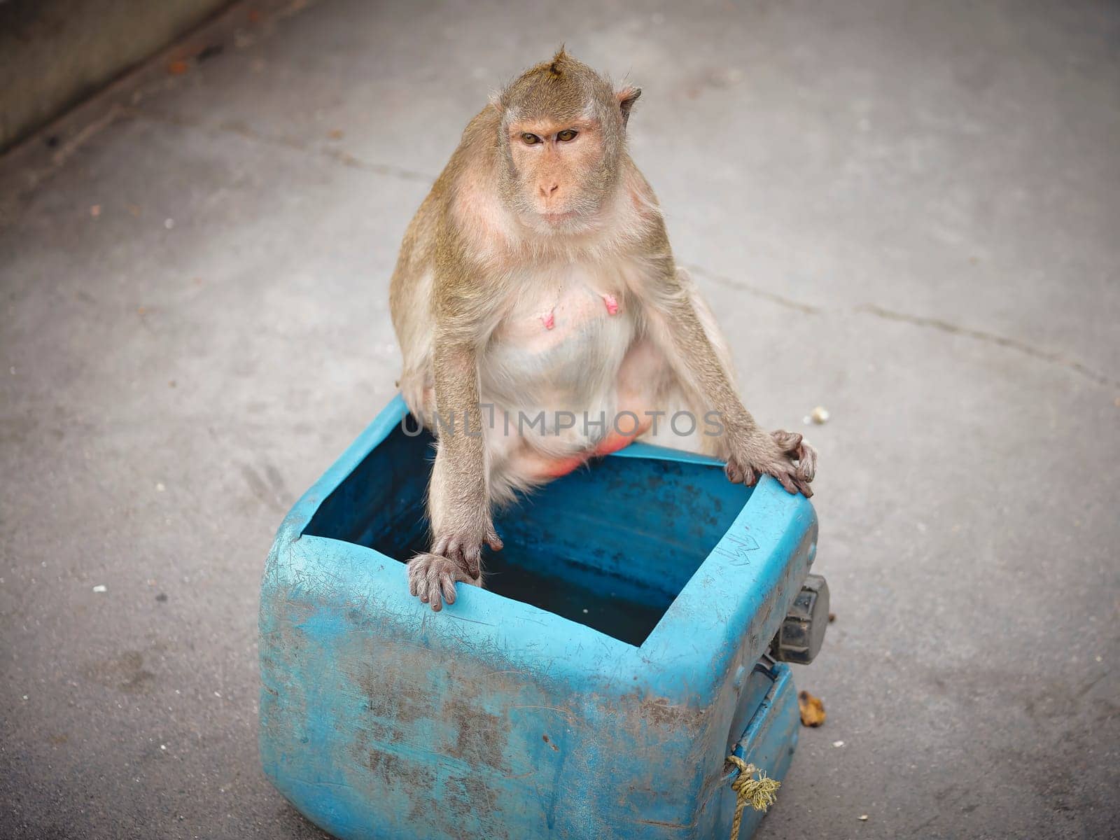 A  cute monkey at Khao Sam Muk Viewpoint, Bang Saen District, Chonburi Province, THAIALND