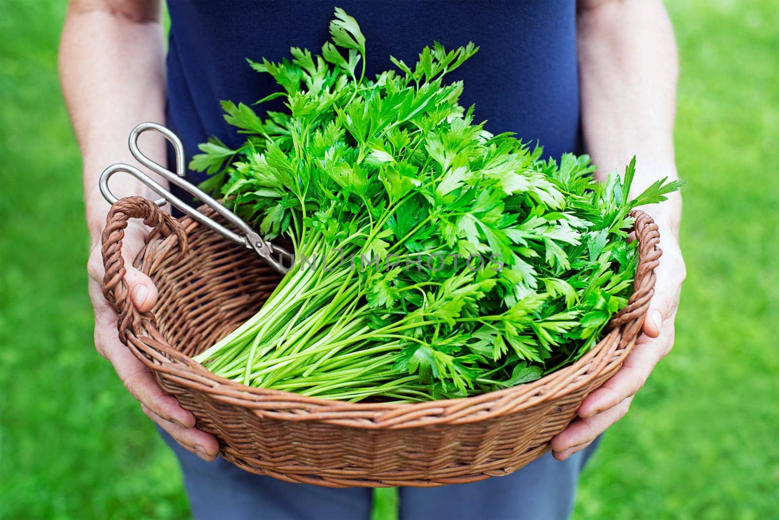 A woman collects parsley in basket. Freshly cutting parsley in the hands of a farmer background of nature Concept