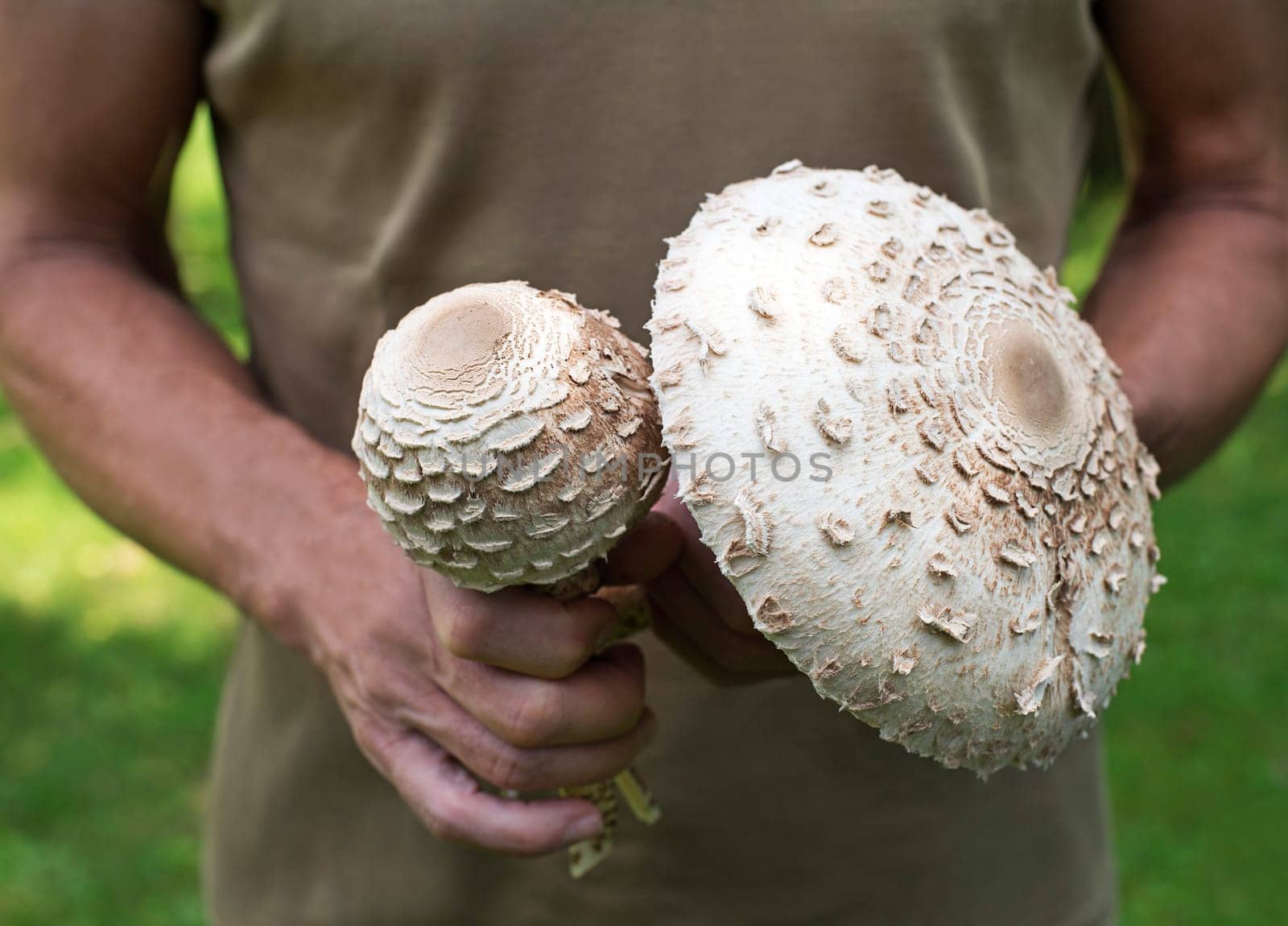 Picking nice specimen of delicious, edible Macrolepiota procera or Parasol mushroom