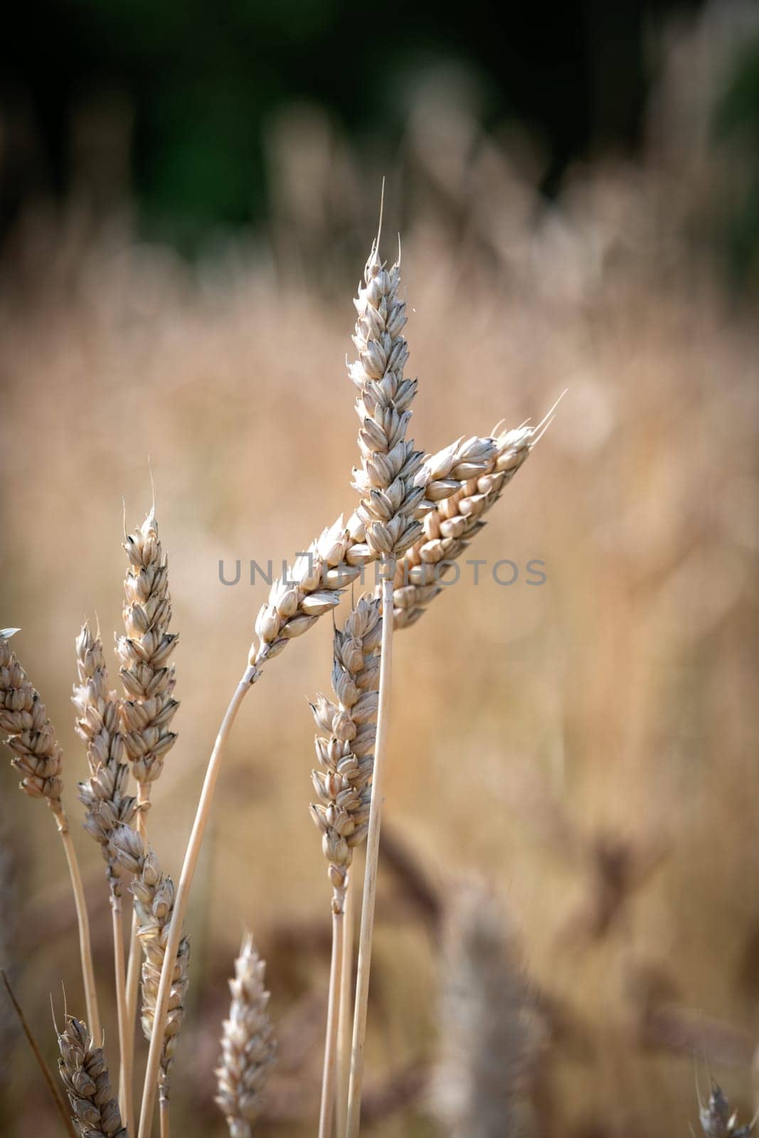 Category of ancien variety of Wheat in the countryside