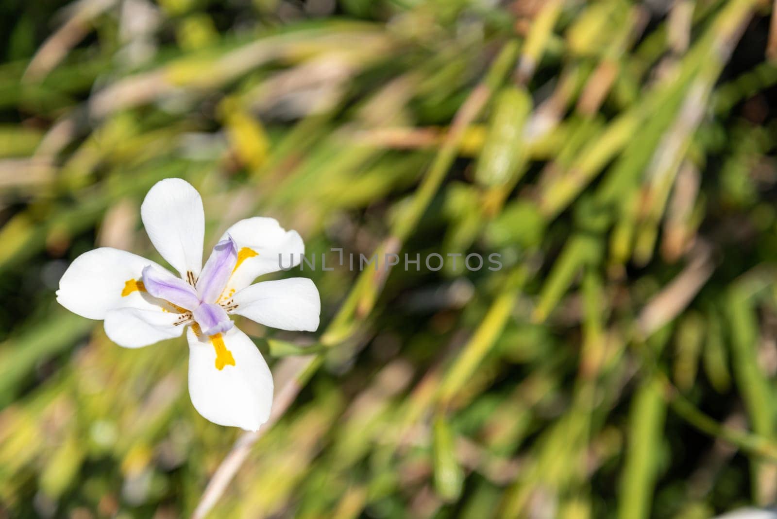 Wild iris blooming, New Zealand