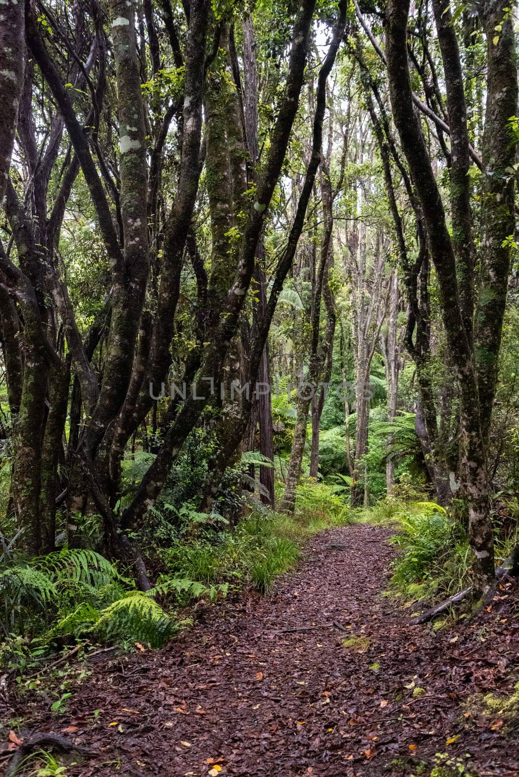 Hiking the Ngamoko track in Waikaremoana, North Island of New Zealand
