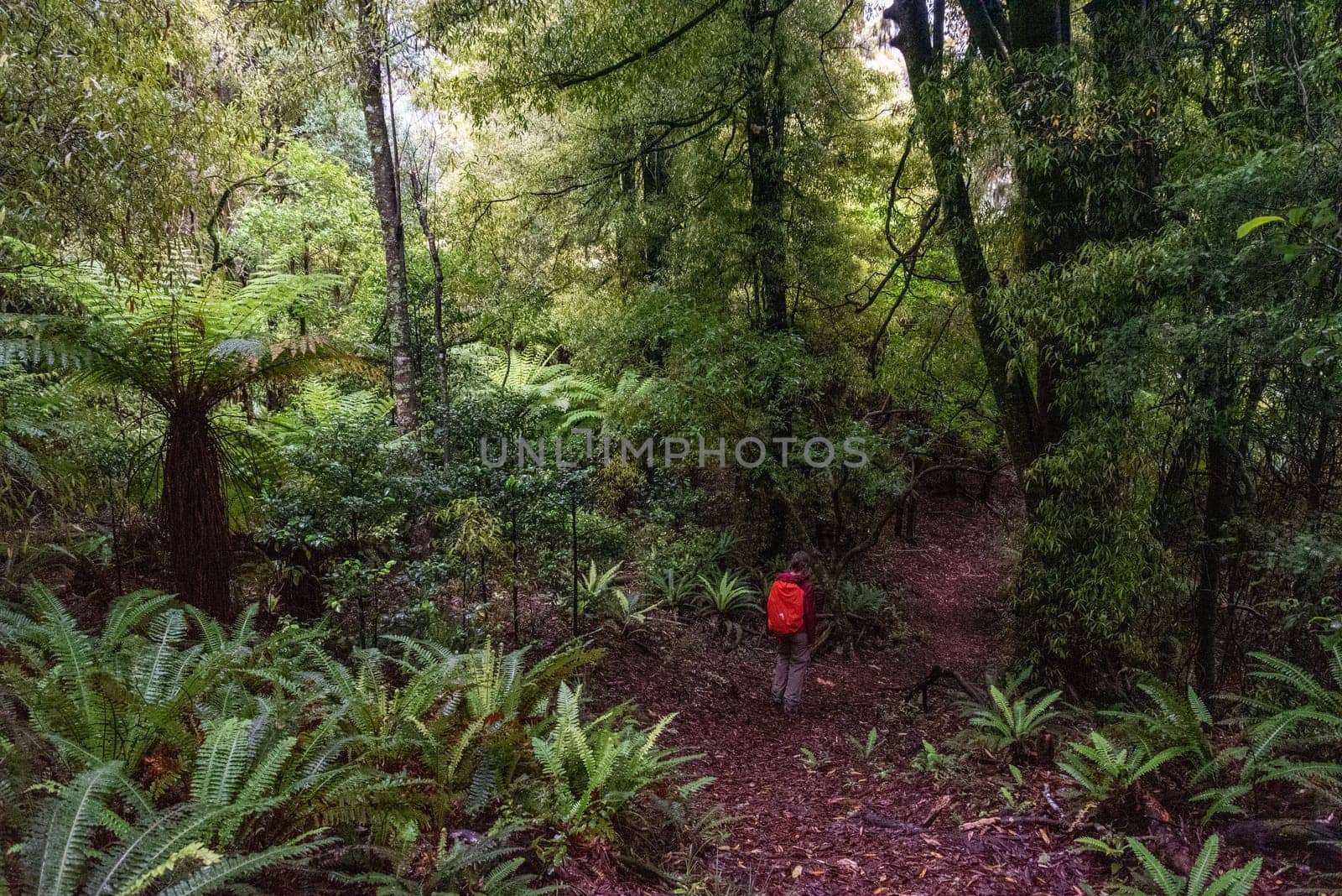Hiking the Ngamoko track in Waikaremoana, North Island of New Zealand