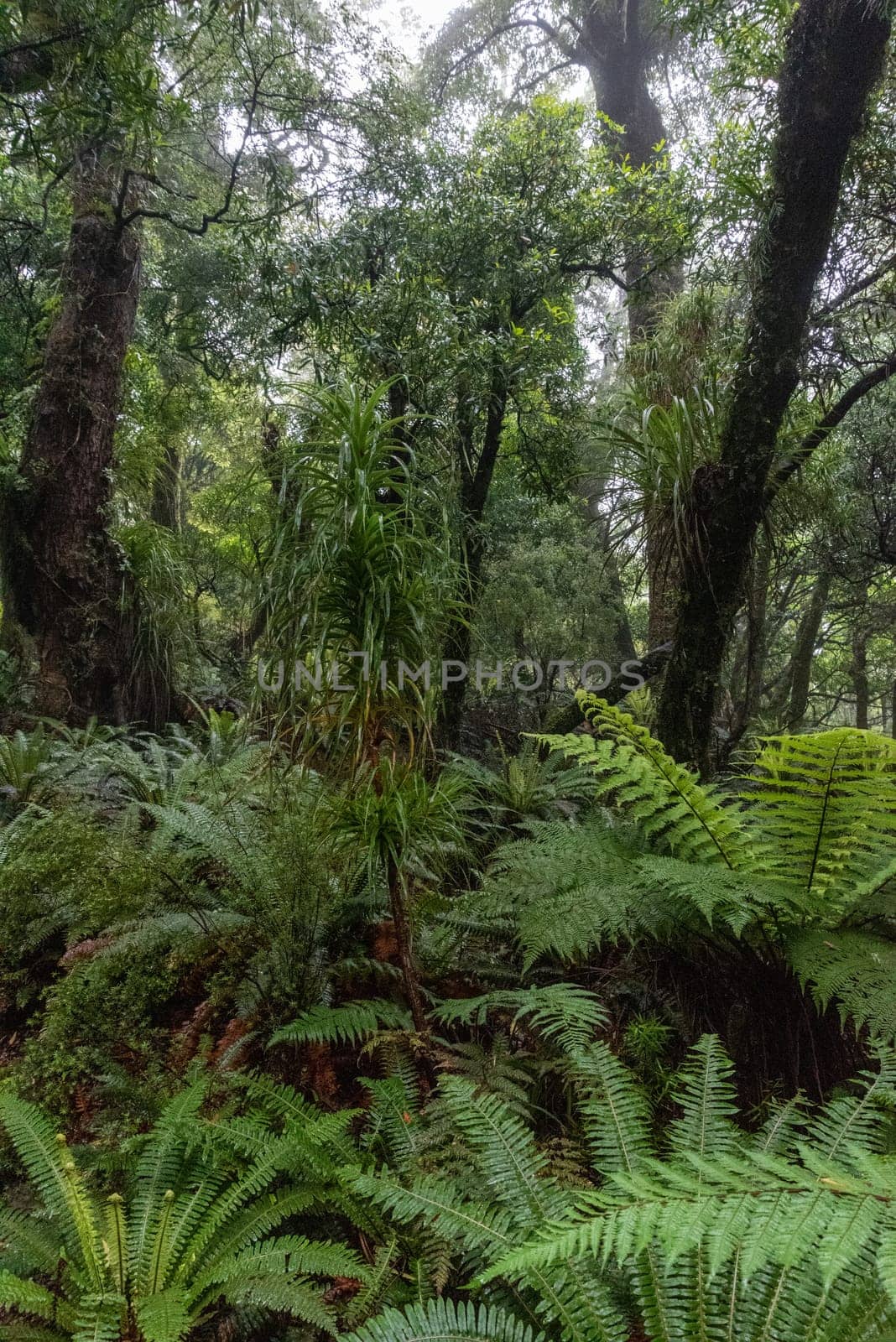 Hiking the Ngamoko track in Waikaremoana, North Island of New Zealand