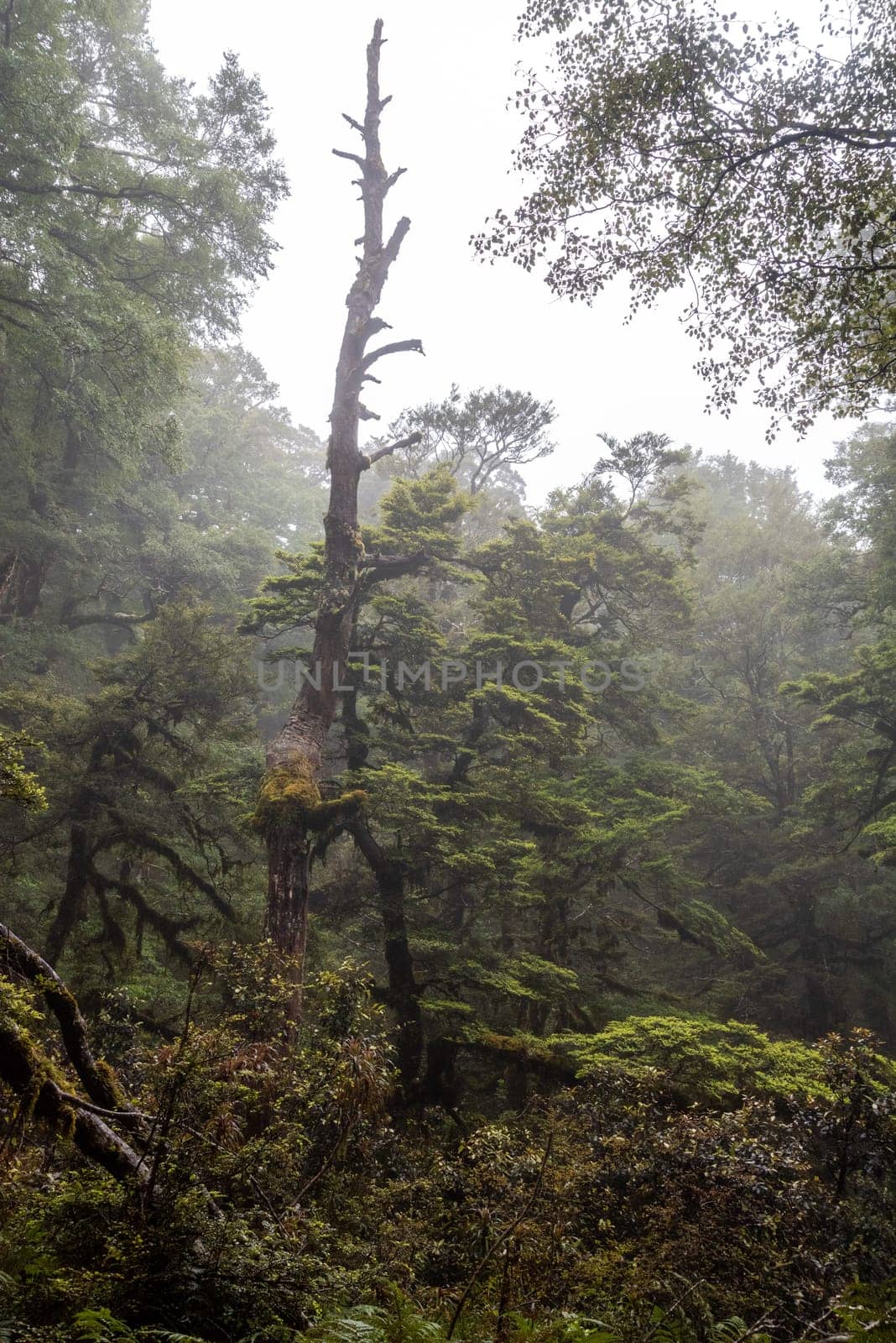 Hiking the Ngamoko track in Waikaremoana, North Island of New Zealand