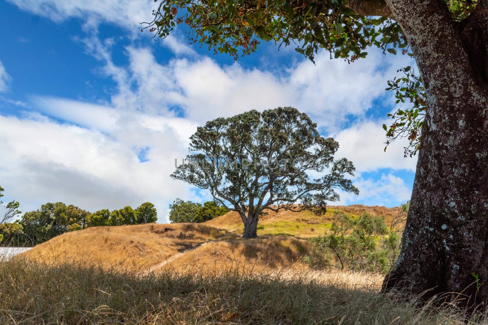 Scenic tree in One Tree Hill Park in Auckland, New Zealand