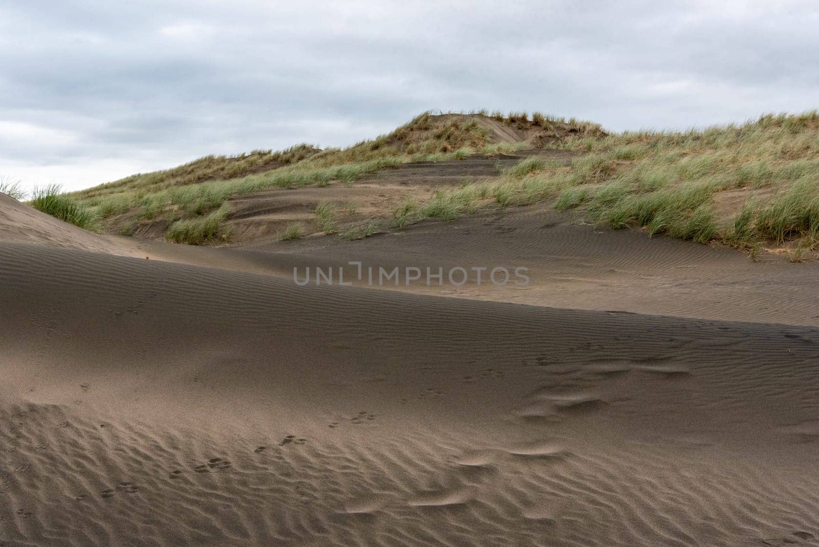 Dark colored sand at Whatipu beach near Auckland, New Zealand