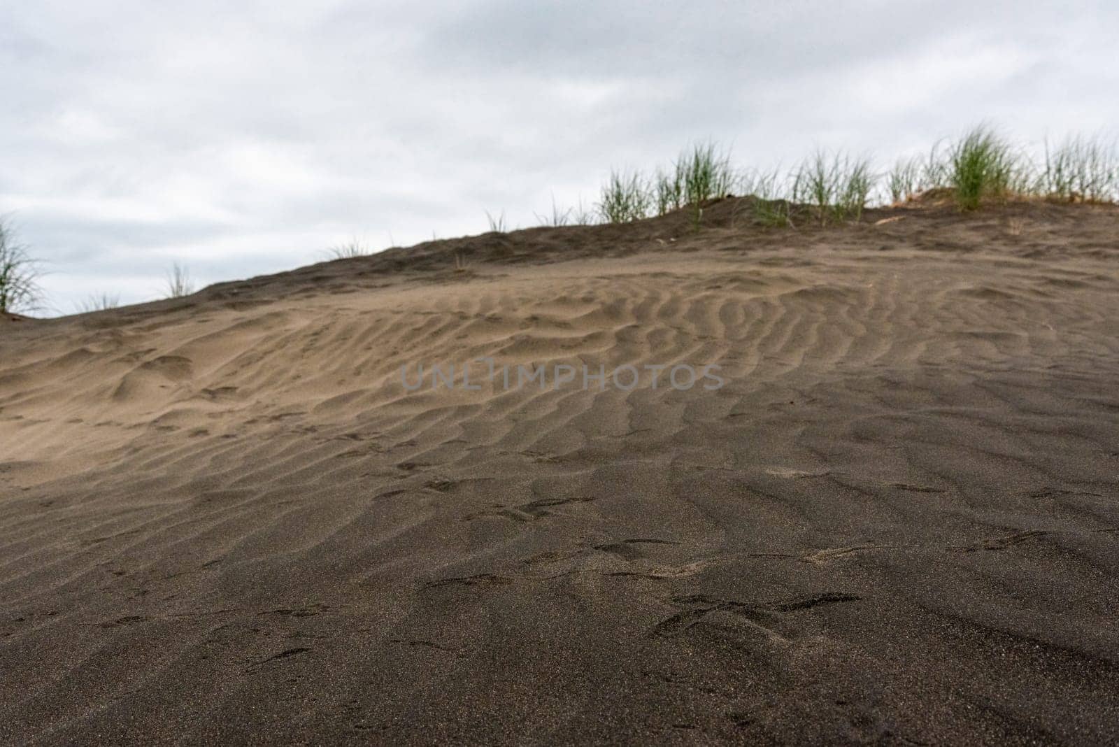 Dark colored sand at Whatipu beach near Auckland, New Zealand
