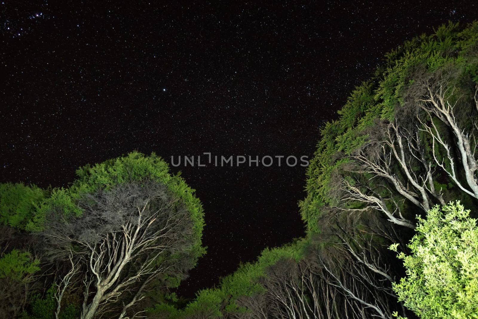Starry night above the jungle of Great Barrier Island, New Zealand