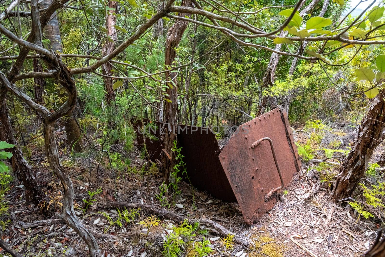 Remains of the early gold rush on Great Barrier Island, New Zealand