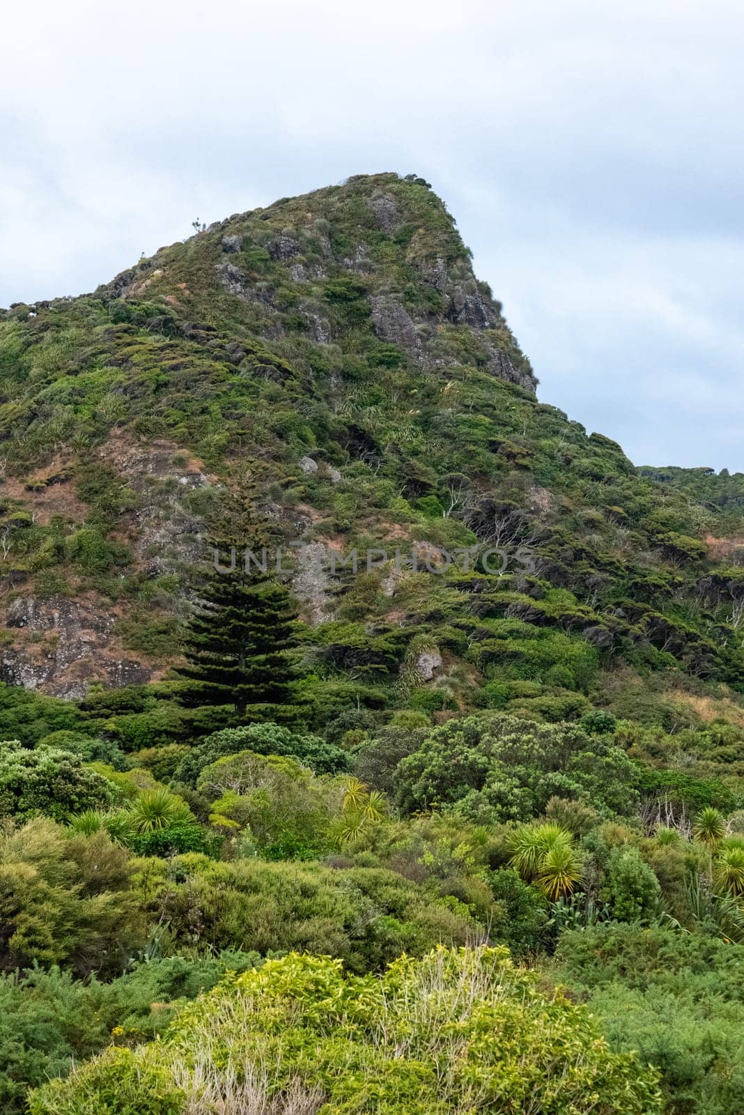 Peaceful view at the valley of Whatipu beach, Auckland in New Zealand