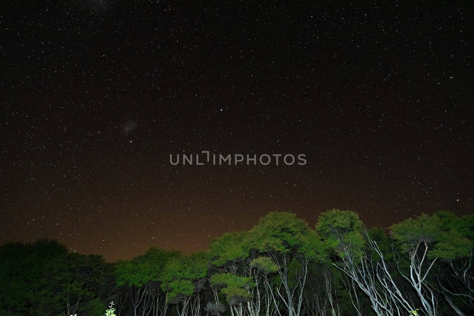 Starry night above the jungle of Great Barrier Island, New Zealand