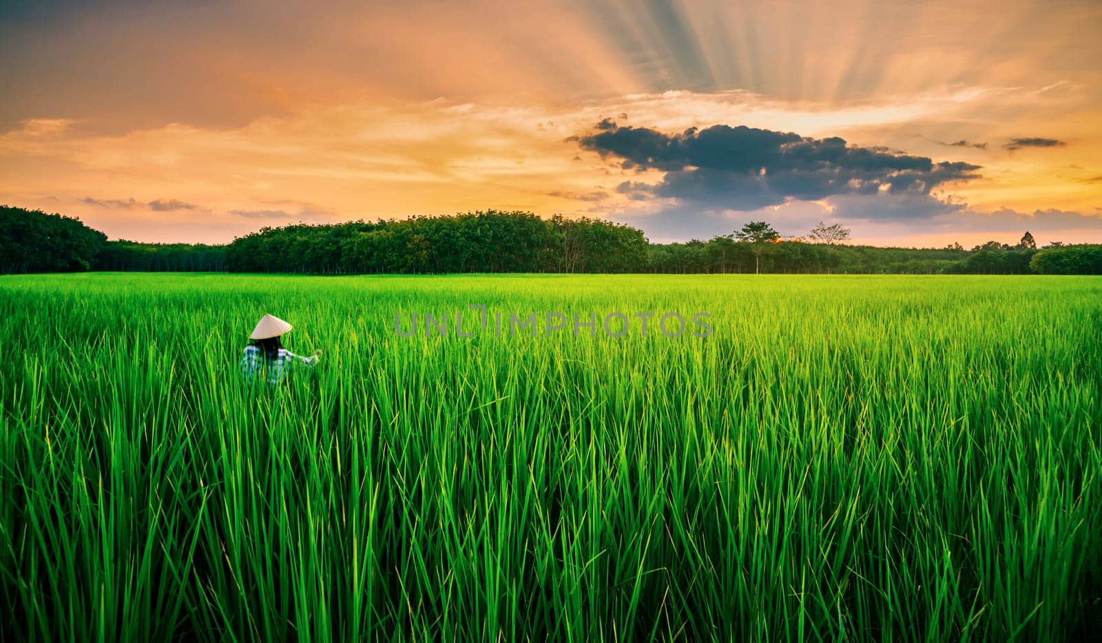 Rice field with farmer in color of sunset and sunbeam flare over the sun in cloud sky twilight, Green field rural countryside, Ai Generate