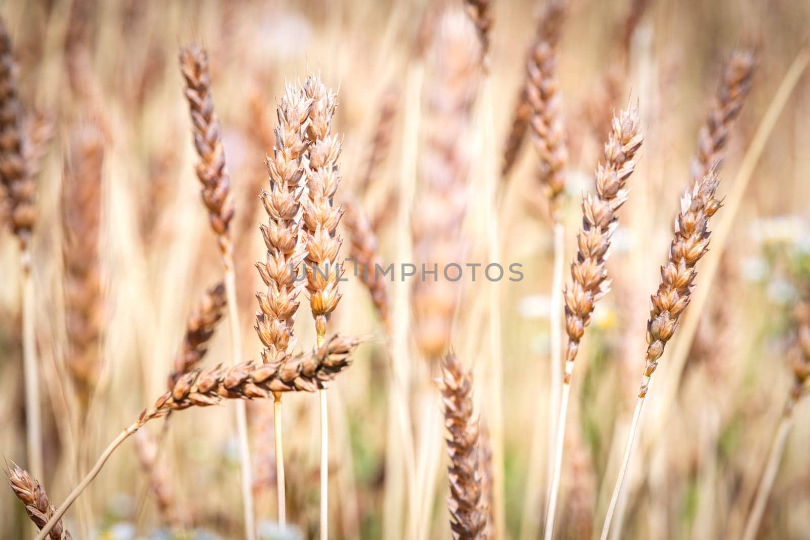 Category of ancien variety of Wheat in the countryside