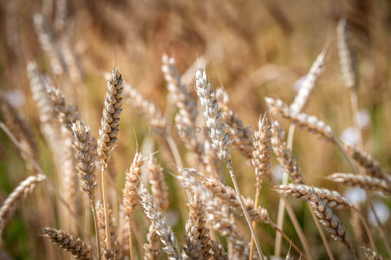 Category of ancien variety of Wheat in the countryside