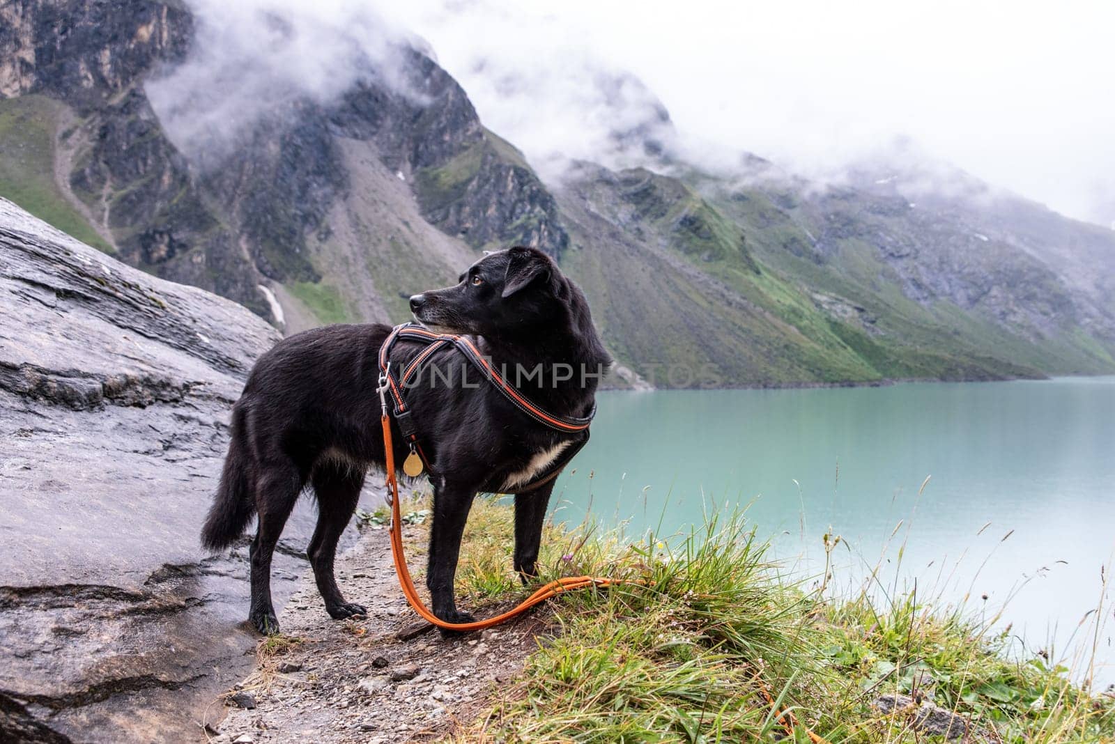 Hiking with the dog in the alpine landscape of Kaprun reservoirs, Austria