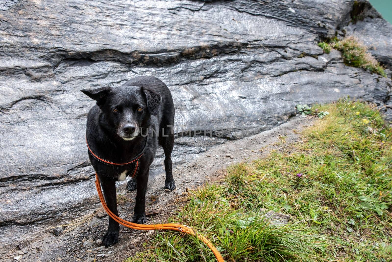 Hiking with the dog in the alpine landscape of Kaprun reservoirs, Austria