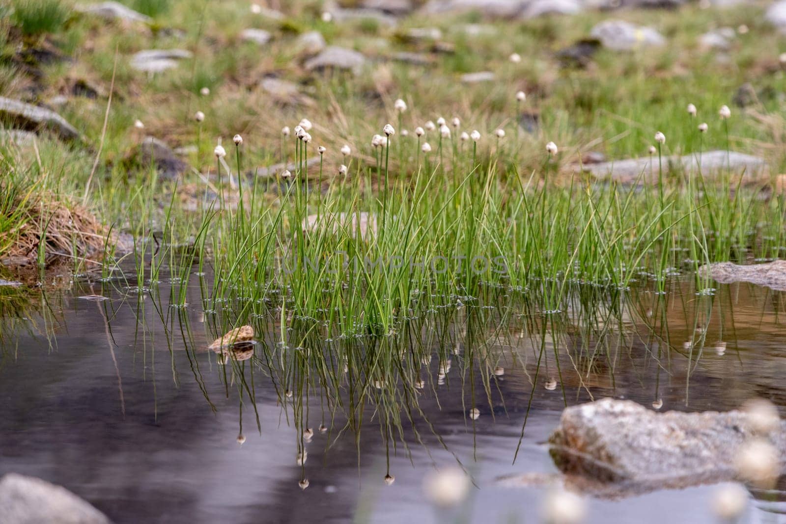 Beautiful grass with white blossoms at a pond in the alpine mountains, High Tauern National Park in Austria