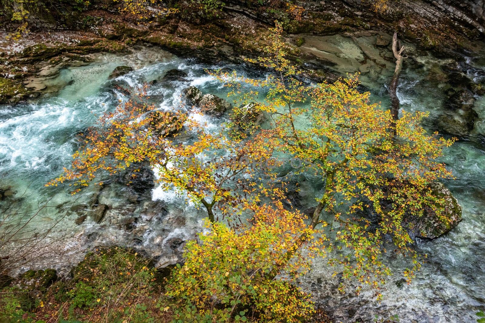 Scenic wild river flowing through the Vintgar gorge, Slovenia