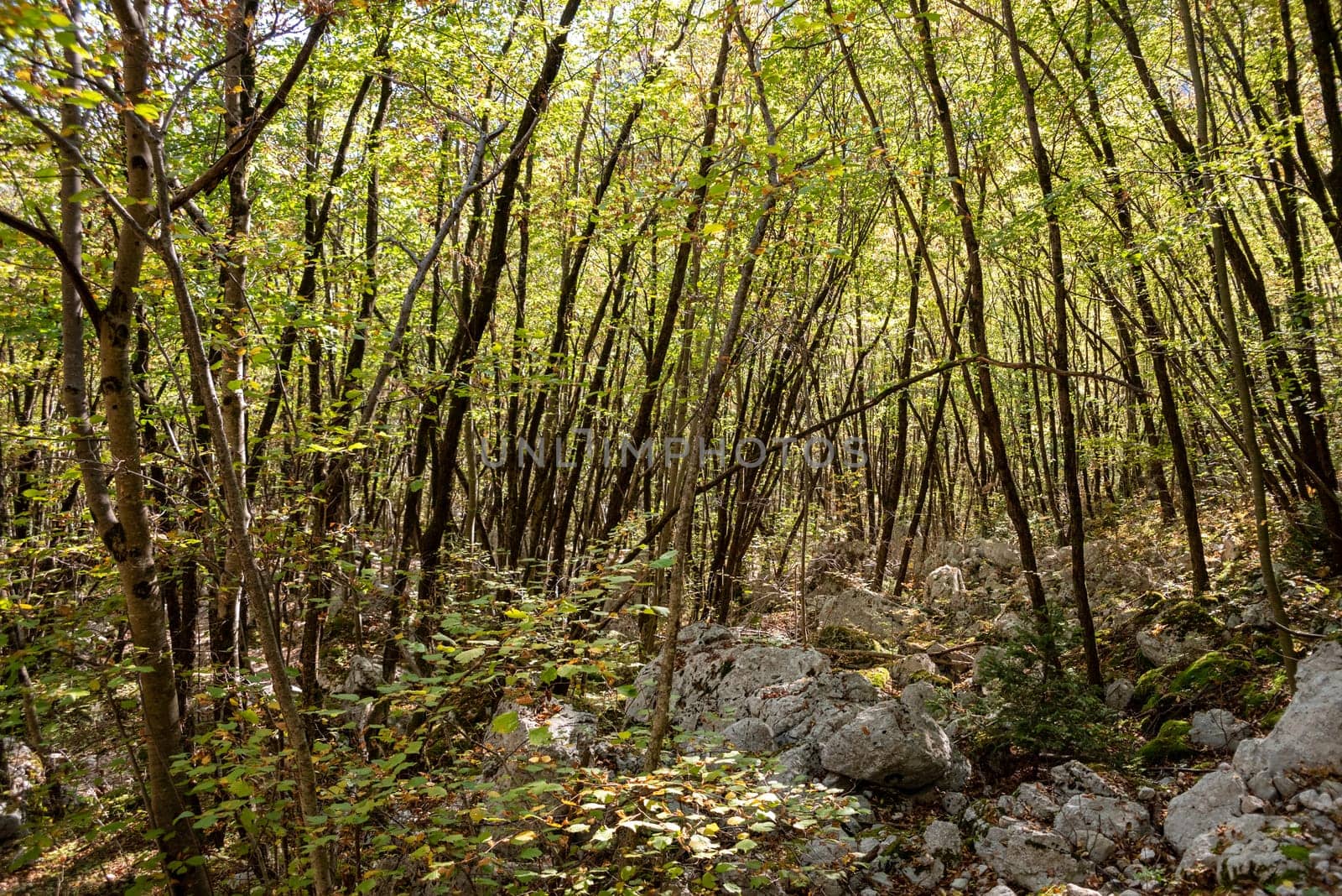 Young forest with small trees and rocks in between, near the Boka waterfall in the Soca valley, Julian Alps in Slovenia