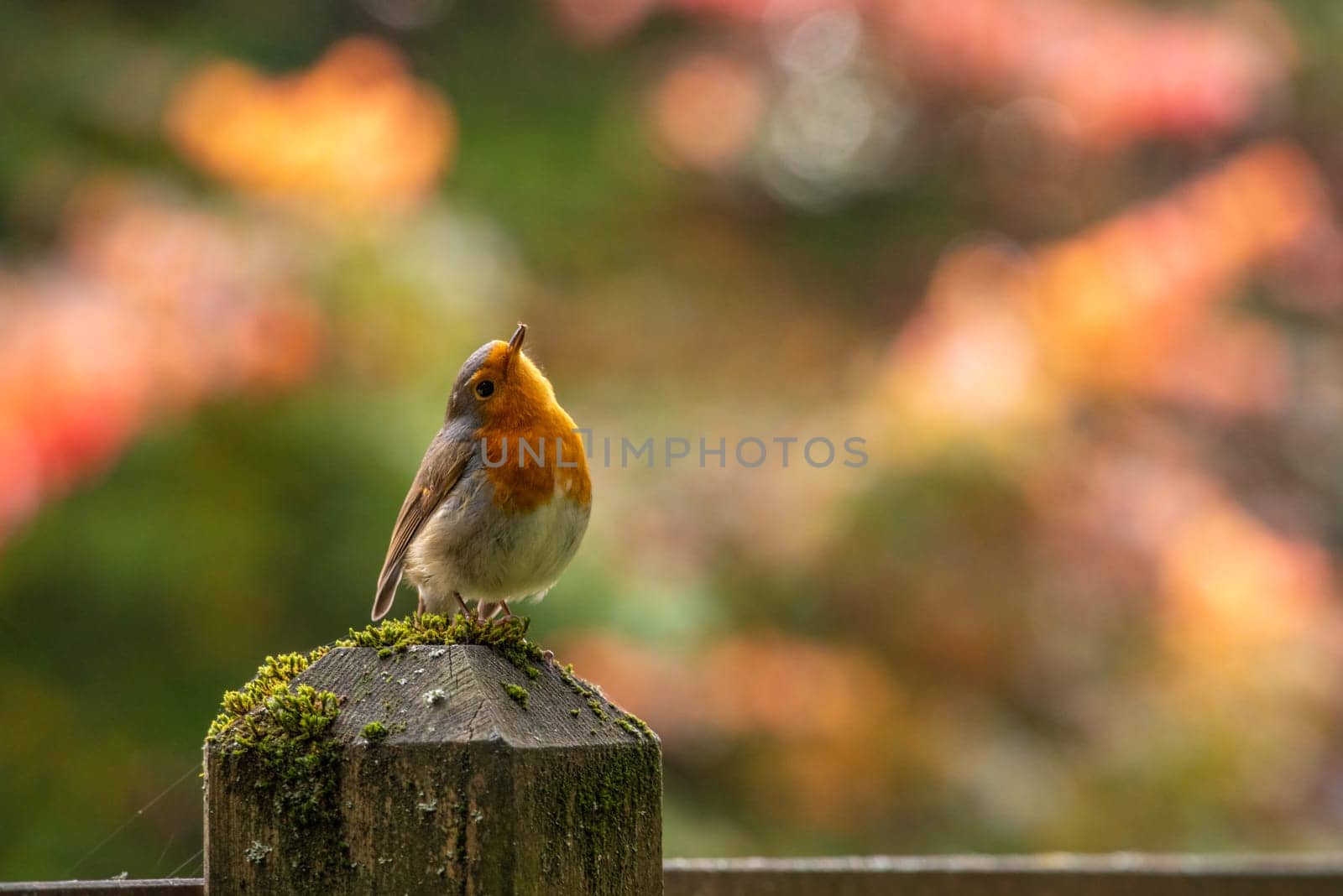 Beautiful European robin sitting on a pole in a park in autumn